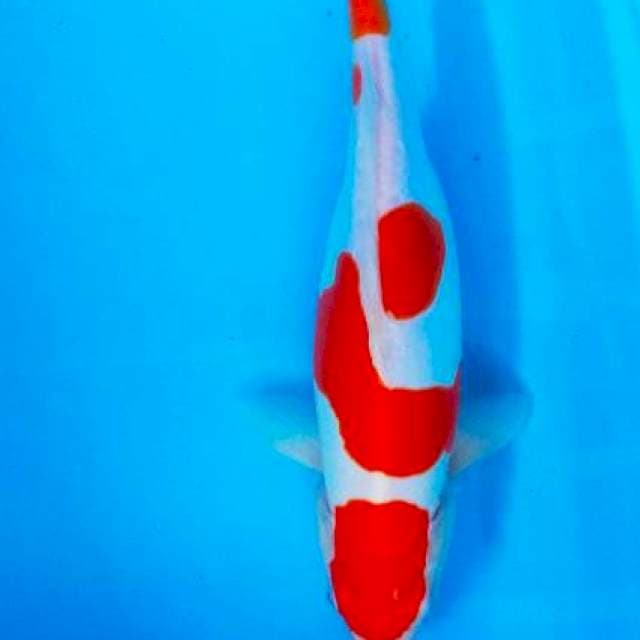 kohaku doitsu murni female 35cm