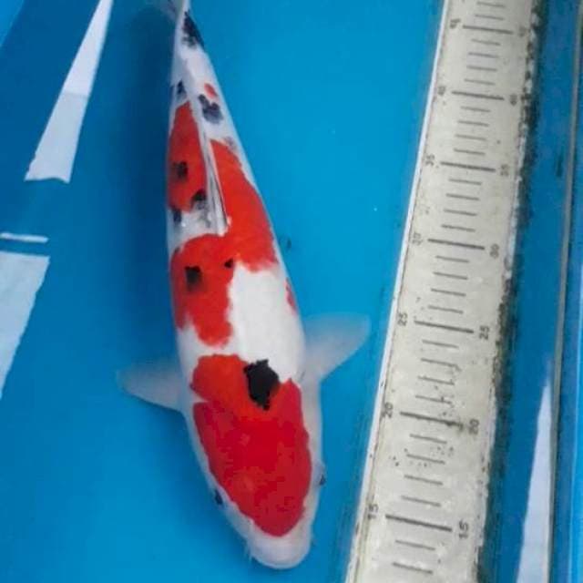 Sanke 38 cm