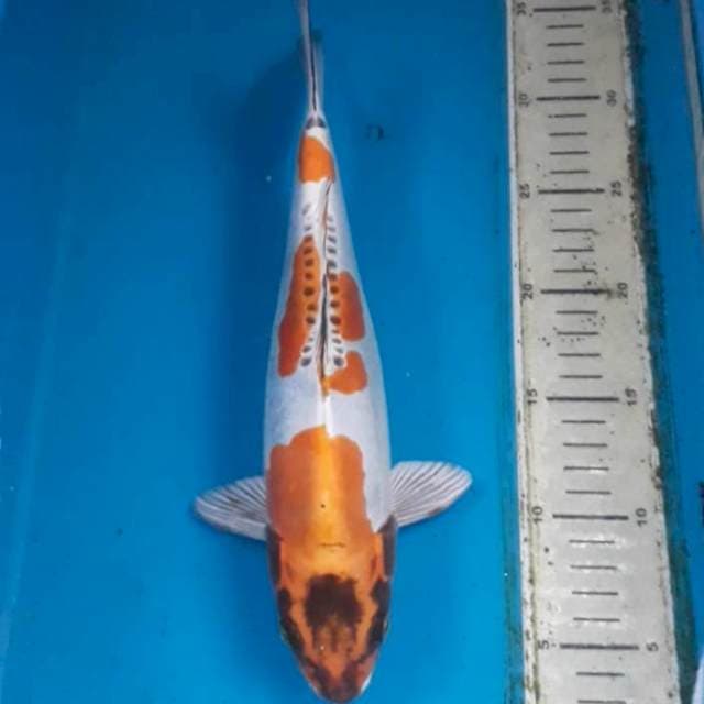 Kiko 32 cm