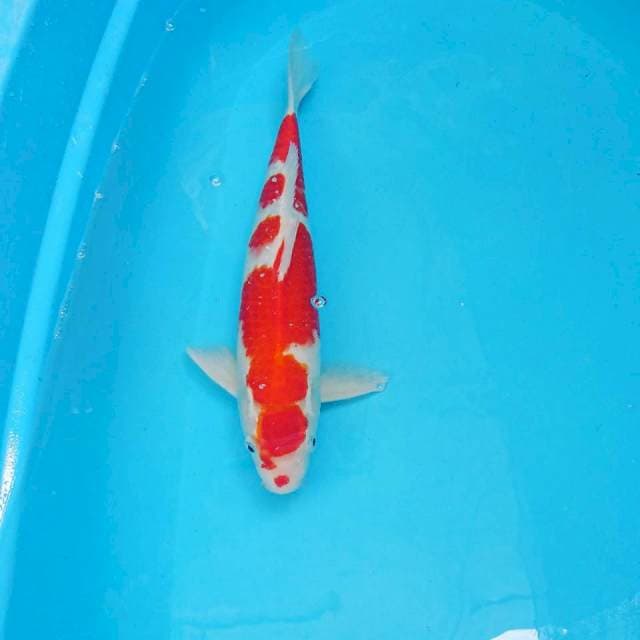 Kohaku 39cm.
