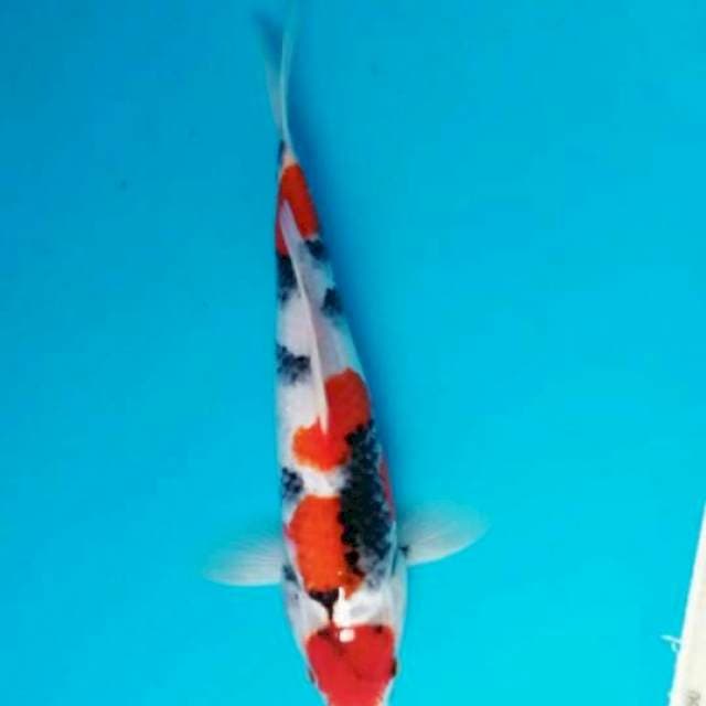 Showa maruten 32cm