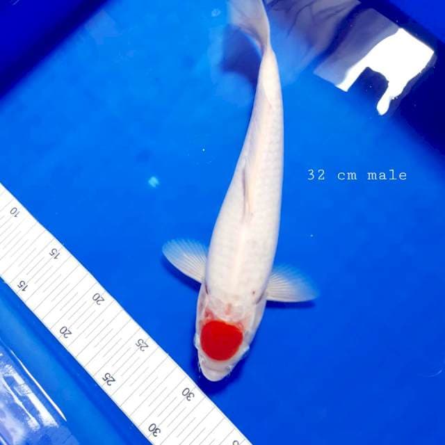 Tancho kohaku male