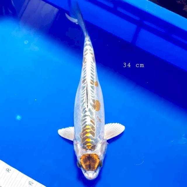 Maruten kikko