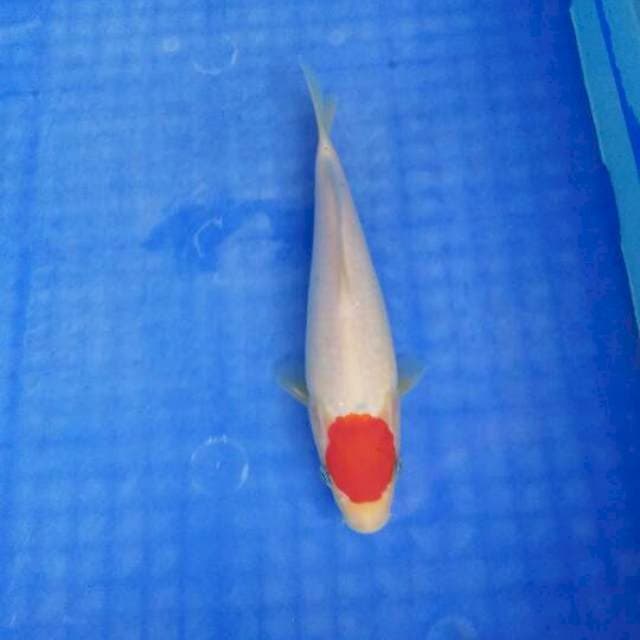 TANCHO ORI. 25cm