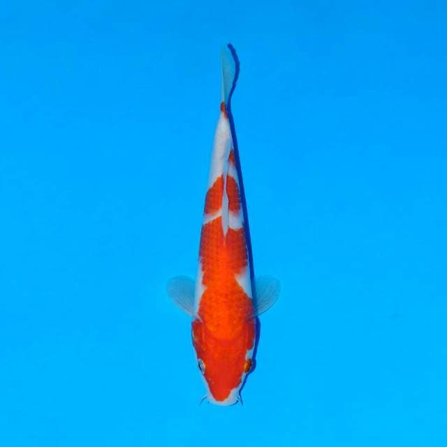 Kohaku