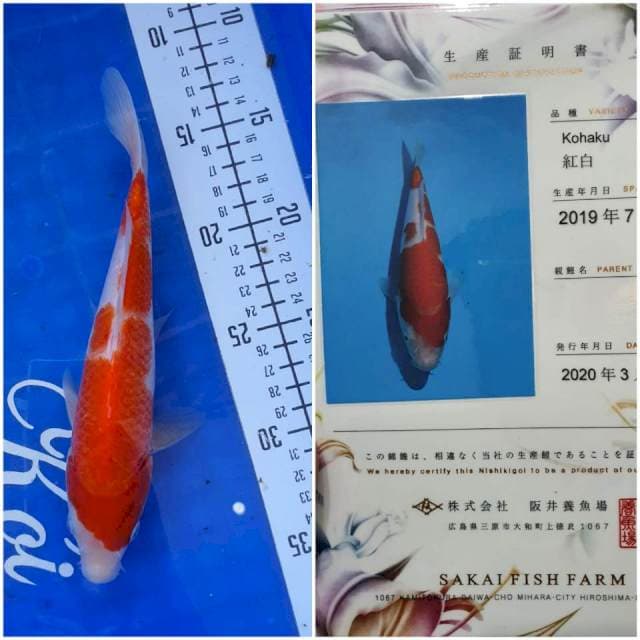 Sakai Kohaku, 25cm