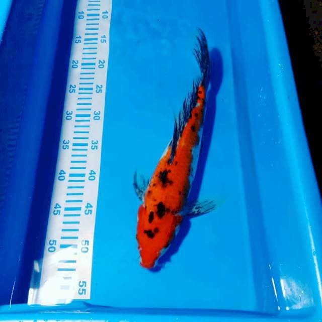 Kumpay sanke bulki 35cm