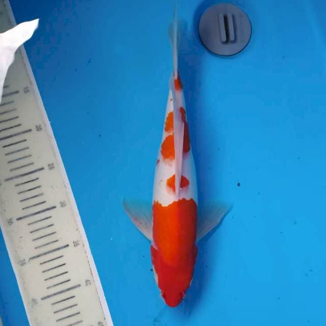 Kumpay Kohaku ~35