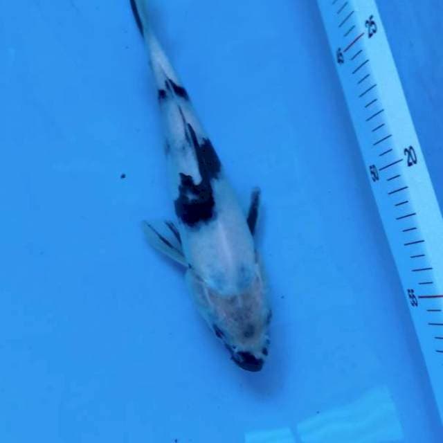 F1 Shiro utsuri, tategoi, 18cm
