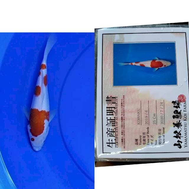 Kohaku YAMAMATSU serti