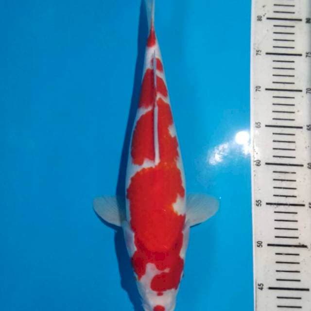 Kohaku 40cm female