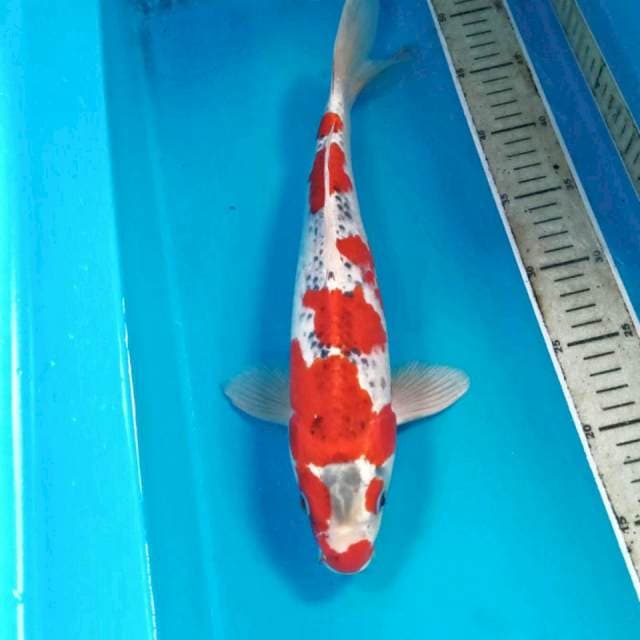Goshiki, male 35 cm