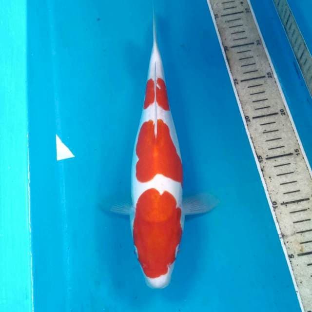 Kohaku Doitsu, 32 cm