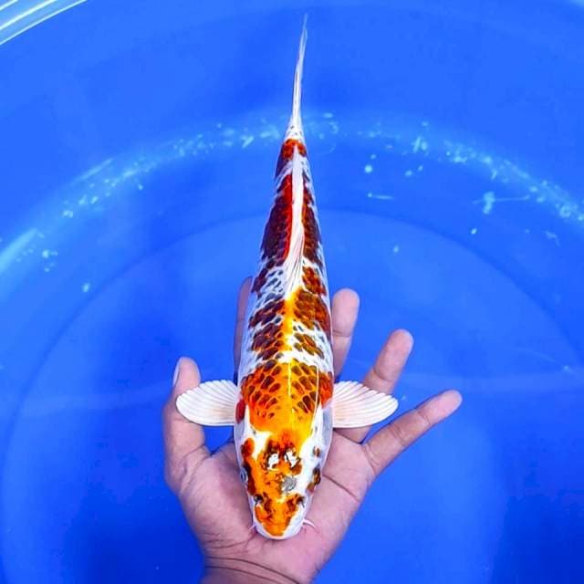 3. Kujaku || 32 cm