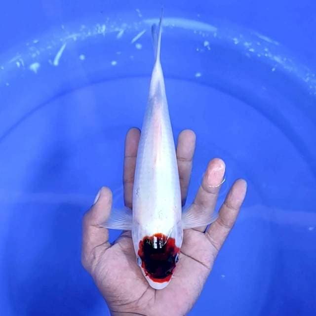 5. Tancho Goromo Ori || 26 cm