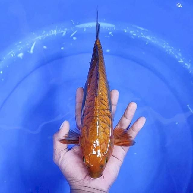 6. Tembaga Aragoke || 32 cm