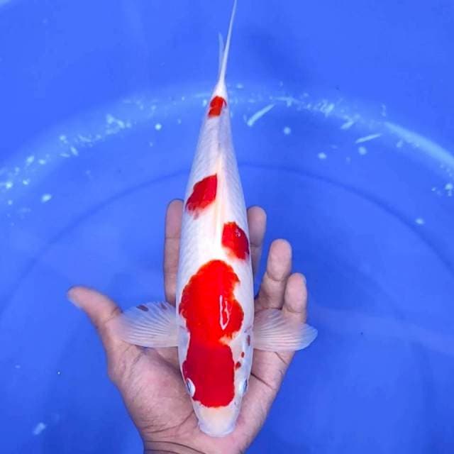 8. Kohaku || 31 cm || Jantan