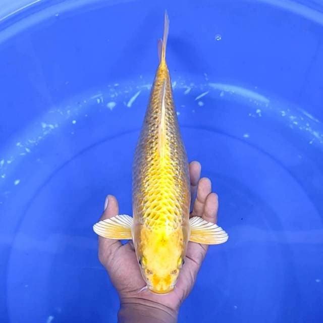 10. Ogon Ginrin || 35 cm