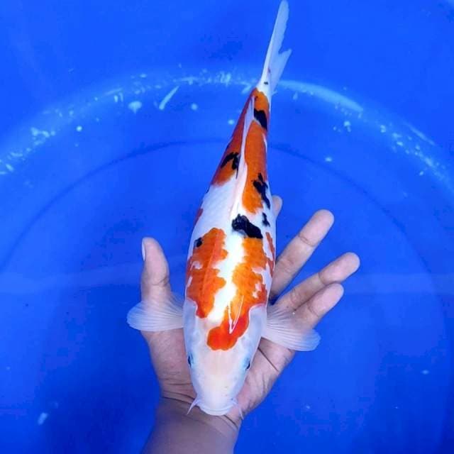 11. Sanke || 33 cm
