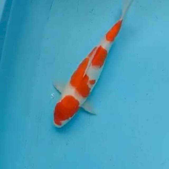 Kohaku 35bu