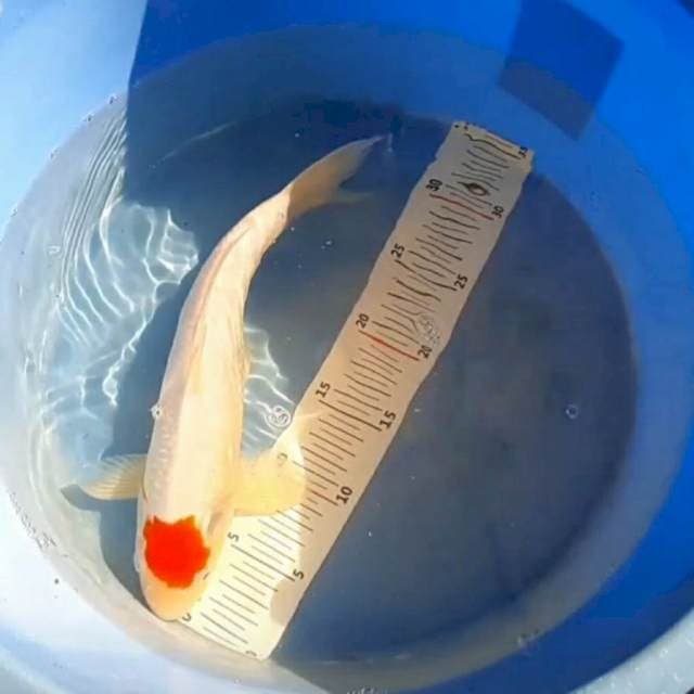 Tancho Kohaku Ginrin