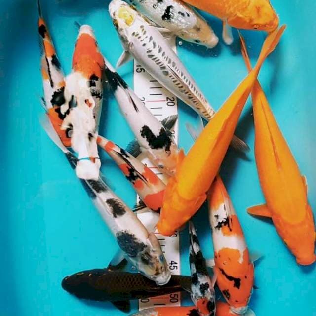 Mix 19-37cm 14ekor