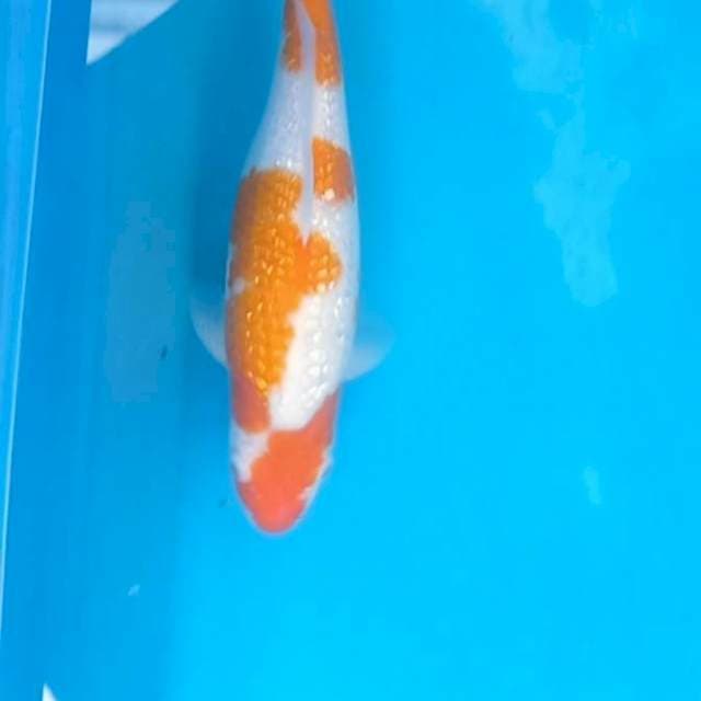 Kohaku ginrin munuk