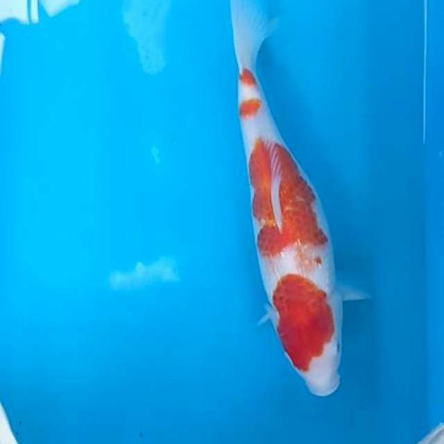 Kohaku merah strong