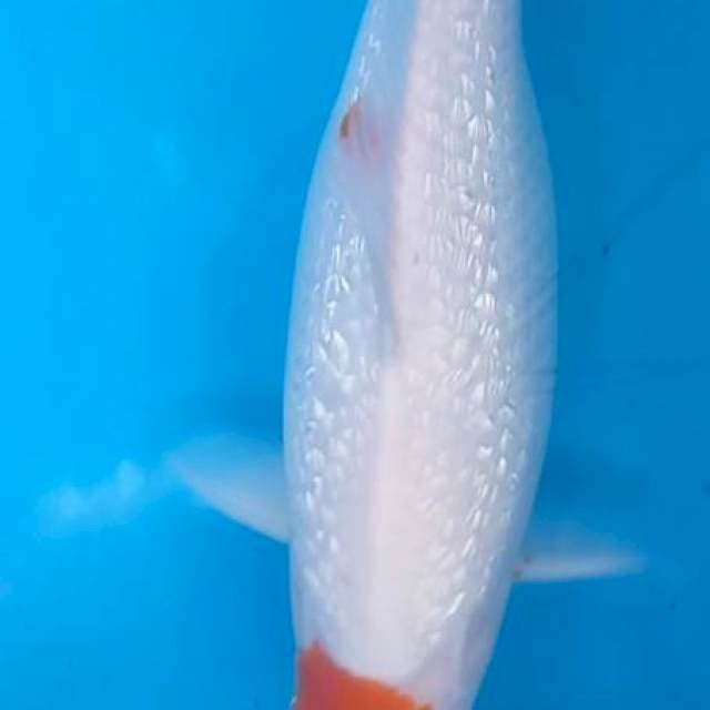 Tanco kohaku ginrin