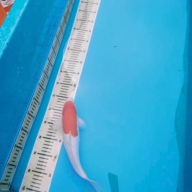 Kohaku strong 29 cm