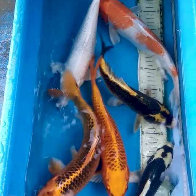 Mix koi 27-34cm