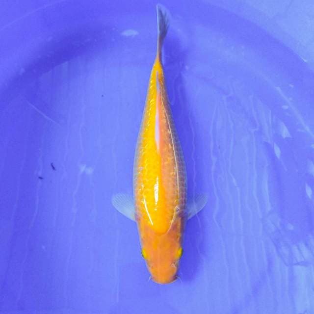 KARASHI GINDRIN PENJINAK KOLAM 35CM