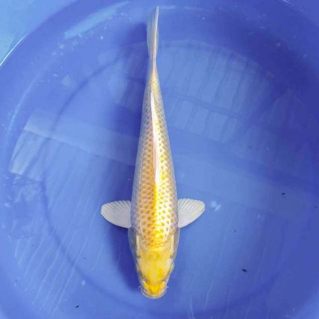 OGON 36CM