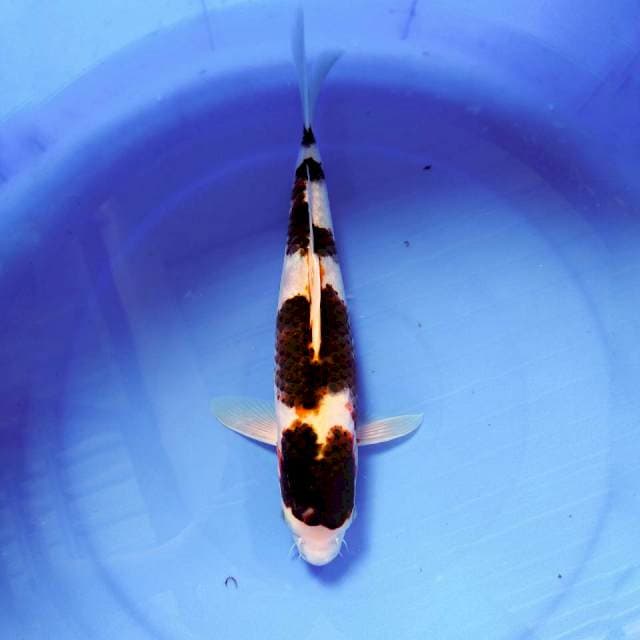 GOROMO 35CM