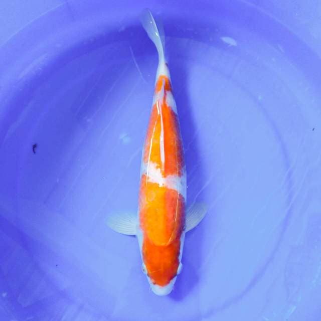KOHAKU 3 STEPS 38CM