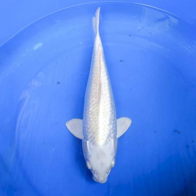 PLATINUM GINDRIN, MALE 35CM