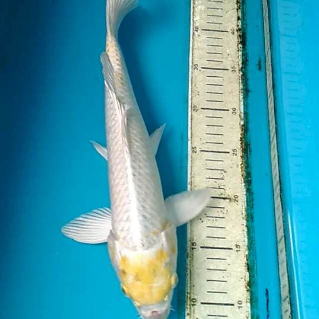 Tc. Hariwake 35cm