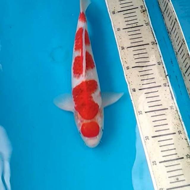 Ai goromo 36cm