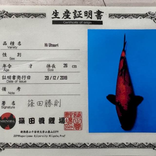 HU Shinoda serti breeder