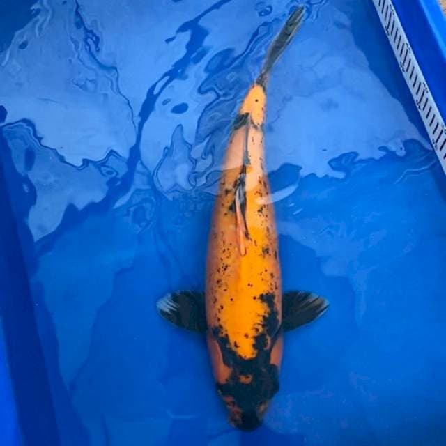 HU Shinoda serti breeder