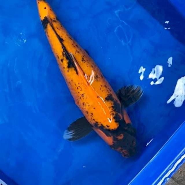 HU Shinoda serti breeder