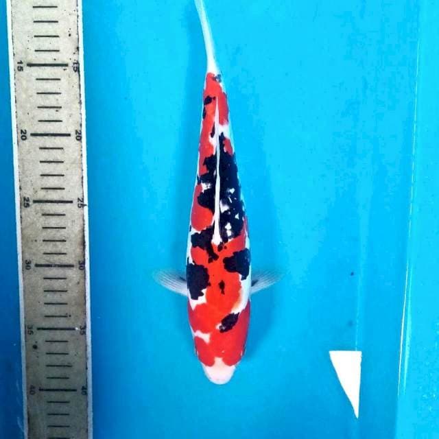 Doitsu, 29 cm