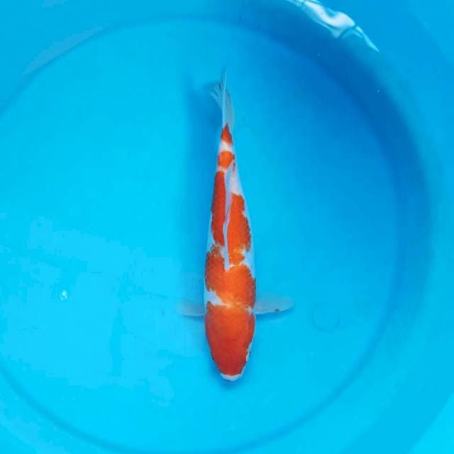 Kohaku 24 cm