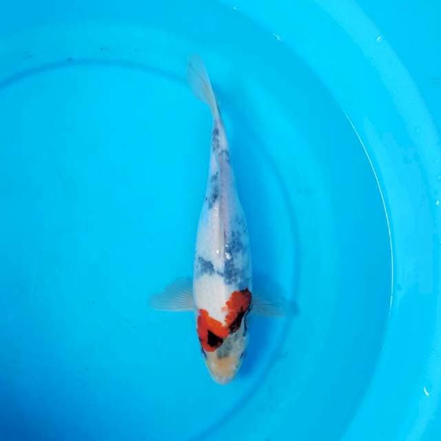 Showa 28 cm
