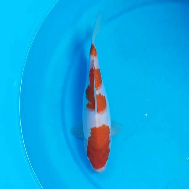 Kohaku 25 cm