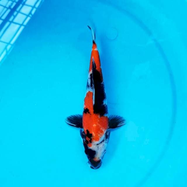 Showa 23 cm