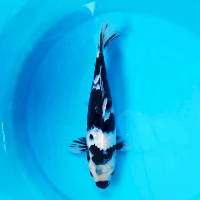 Shiro 26 cm