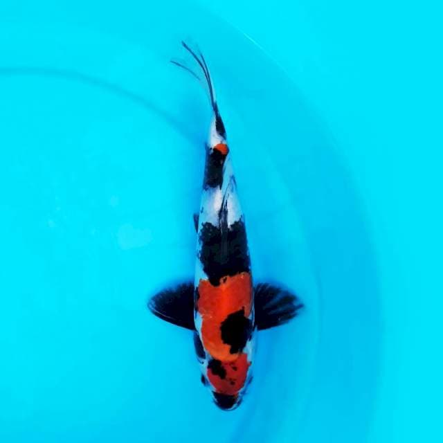 Showa Sanshoku 26 cm