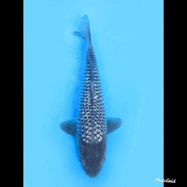 30cm , Male , Soragoi Full Ginrin