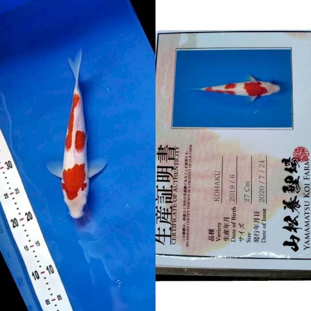 Kohaku YAMAMATSU serti